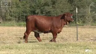Lot 4-WFBM Southern Classic