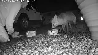 Hand feeding a wild Fox who regularly visits. 16.01.2026 2055hrs