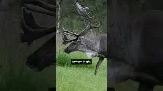 Arctic Reindeer: Seeing the World in Ultraviolet Light