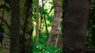 The sound of Demalichcha birds in Sri Lanka 🐦 🐦