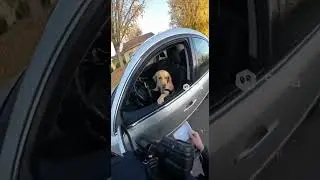 Dog steals car #ai #funnyvideos #funny #dog #dogdriving #police #policechase #fypシ