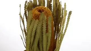 Vickerman 12