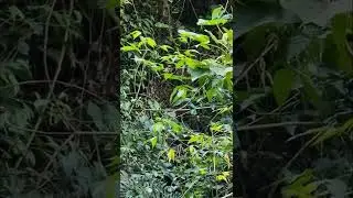 EMERALD GREEN ENDEMIC HUMMINGBIRD