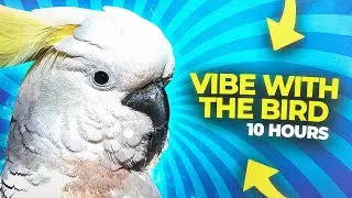 Vibe With The Bird 10 Hours