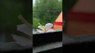 beauty of rain and the love story of flower & rain 🌧️🌸#rainlovestory #flowers