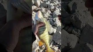 PERCH AVI BU VİBRASYON AFFETMEZ ASLA #shorts #keşfetteyiz #fishing #perch #pikefishing #lrf