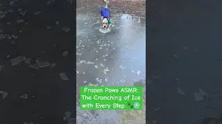 Frozen Paws ASMR: The Crunching of Ice with Every Step 🐾❄️