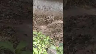 lakad bagga