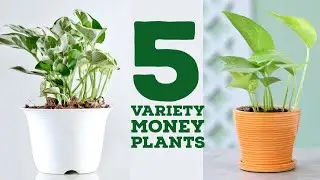 5 Variety Money Plants | Money Plant Types