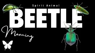 Why You Keep Seeing Beetles | Beetle Spiritual Symbolism | Scarab Medicine