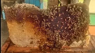 Resgate debaixo do BARRACÃO /ABELHAS APIS