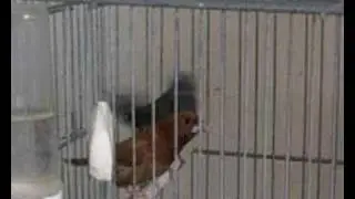 passero del giappone maschio