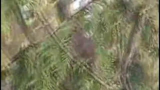 Song Sparrow Singing