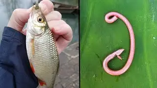 How to make a fishing hook, Hook fishing, Super hook, Pina Kong