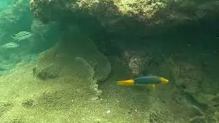 SPANISH HOGFISH (Bodionatus rufus)