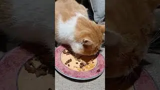 Scout-Scout Eating People Food #cat #rescuemission #rescue #cats
