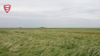 Два кургана в пшеничных полях