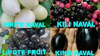100 varieties fruit plants challenge part-17/five naval varieties fruit plants