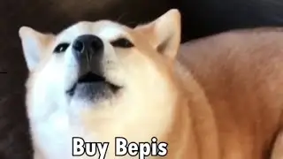 Take on Shibe 5 Min version