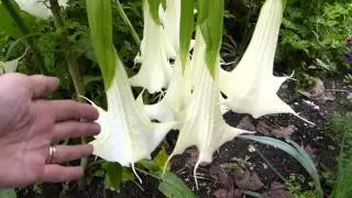 Poisonous Plants - Brugmansia - Angel's trumpet - Trompetbl&oacute;m - Eiturplanta - Gar&eth;sk&aacute;laplanta