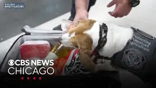Meet the U.S. Customs K9 sniffing out undeclared food at O'Hare