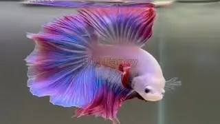 Come see the most beautiful Betta fish in the world - Betta Breeders In Canada