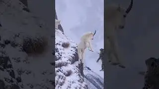 Mountain Goat Defends Its Baby and Sends a Snow Leopard Over the Cliff 😱🐐 #animals #shorts