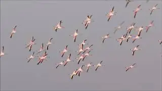 Greater and Lesser Flamingo
