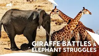 African Wild | Elephants on a Desperate Search for Water & Epic Giraffe Necking💔- Animal Planet
