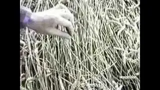 Incredible Forensic Evidence Proves Crop Circles Not Manmade FOX News