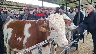 Taşköprü Hayvan Pazarı