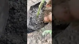 watch me plant an air layered plant #horticulture #farming #planting