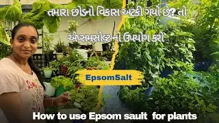 તમારા છોડનો વિકાસ અટકી ગયો છે?તો પછી એપ્સમ સોલ્ટનો ઉપયોગ કરો |HowToUse| EpsomSalt ForPlants Gujarati
