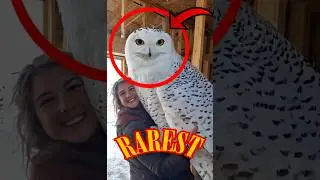 TOP 5 RAREST ANIMALS ON EARTH! 😱🤯 #animals #facts #shorts