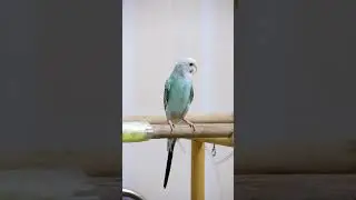 Funny Parrots Talking Nonstop 🗣️ #CuteParrots #BirdsDaily