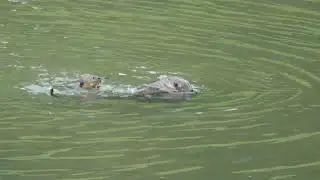 新加坡野生水獭 The 2A7J6pups Smooth-coated Otter Family In Singapore_ Sungei Ulu Pandan_ 07 June 2025
