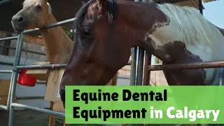 How to Find Equine Dental Equipment in Calgary &ndash; Point Wise