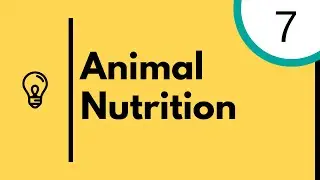 Animal Nutrition - IGCSE Biology