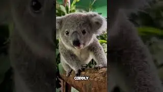 Did You Know Koalas Have Human-Like Fingerprints🐨👆