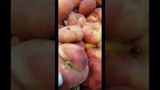 DONUT PEACHES..💜🌸 #shorts #satisfying #fruit #peach #youtubeshorts #youtuber #sweet