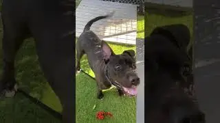 Hefty Available for adoption at Palm Beach Animal Care and Control