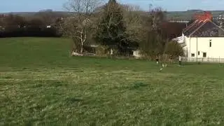 Keeping working lurchers on their toes through the summer