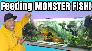 Feeding ALL my FISH Special Tour!