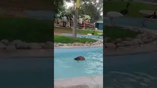 A lovely day : Duck enjoy in pool.#game #zoo #animals #duck #swimming #birds #poem #cartoon #fun