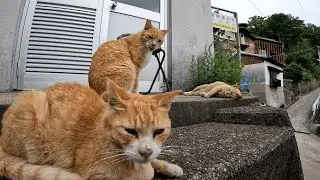 男木島　境内に勢揃いした新・神社の３兄弟！茶トラ猫のお散歩について行ったら、「自分を置き去りにするな！」とすっかりご機嫌を損ねてしまった茶白猫達が追いかけてきた