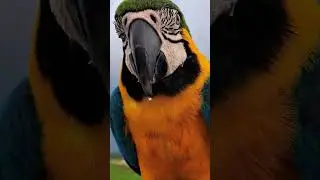 I LIKE THIS BEFORE FLYING | MACAWS FREE FLY #parrot #sittingonthedockofthebay #parrotbehavior