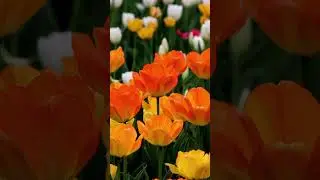 Relaxing Music with Beautiful Flowers for Stress Relief #shorts #flowers #nature #peacefulmusic