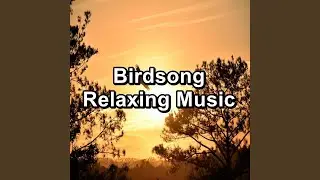 Sleepy Bird Sounds To Help Insomnia To Loop as Long as you Need