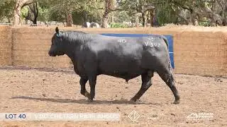 LOT 40 - CP&mdash;V397 Chiltern Park Angus - BULL SALE 2026