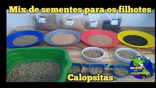 Criação de Calopsitas/ mix de sementes para Filhotes.